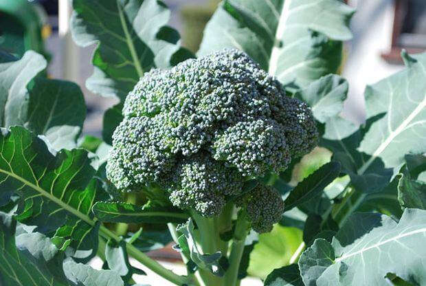 brocoli