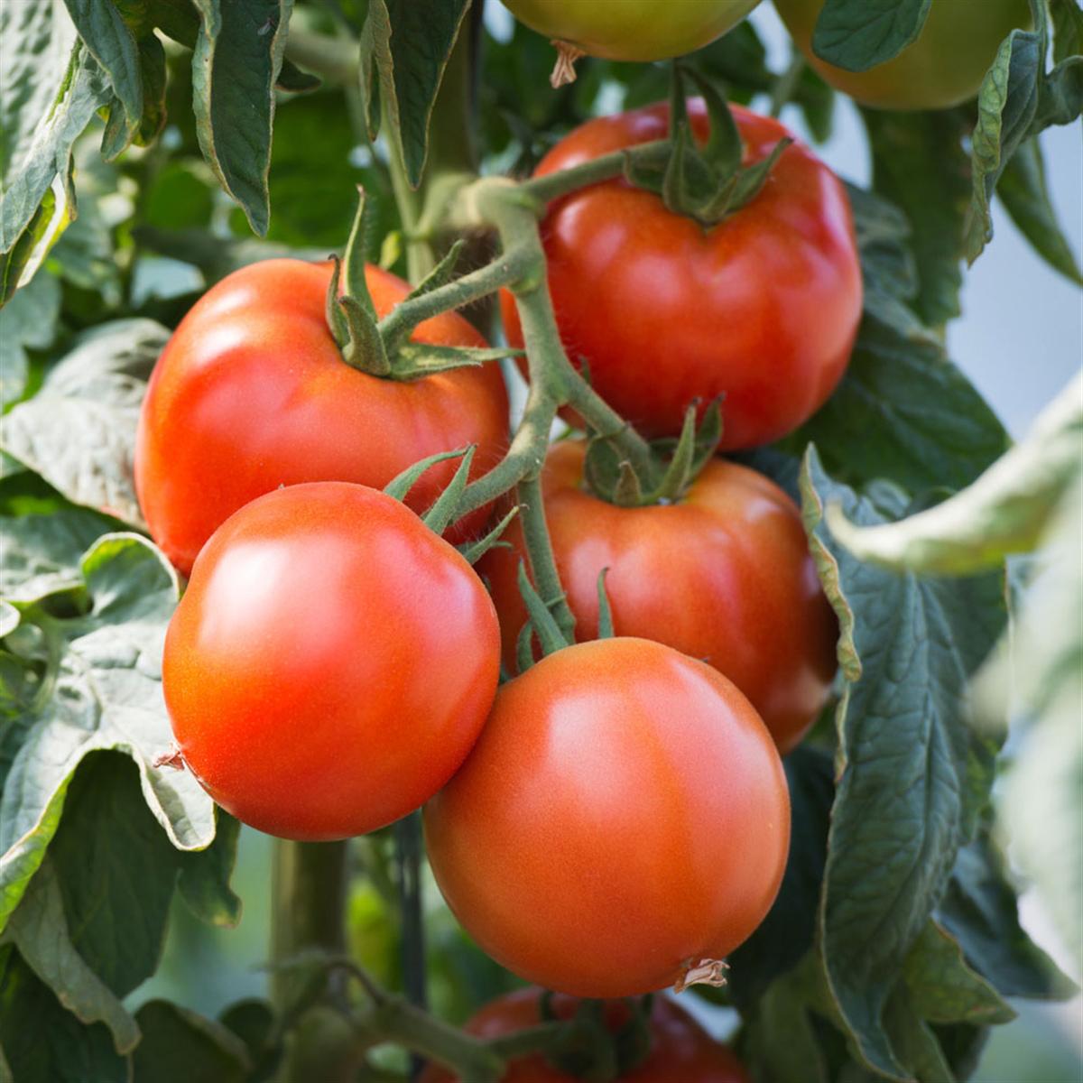 tomate