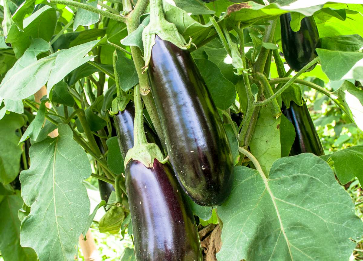 aubergine